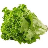 Green leaf lettuce