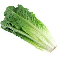 Romaine Lettuce