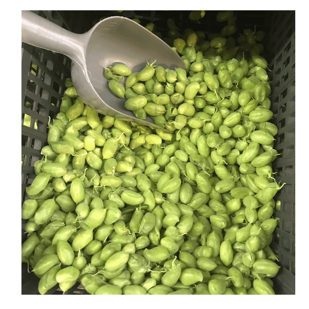 Green Chickpea