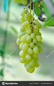 Sunray's - Seedless White Grapes