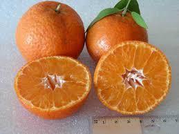 FL Tangerines